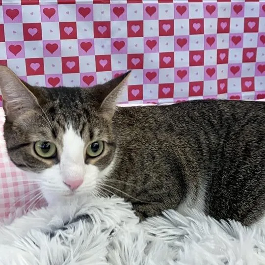 An adult small-sized female Domestic Short Hair cat named Miss Honey for adoption in Waxhaw, NC