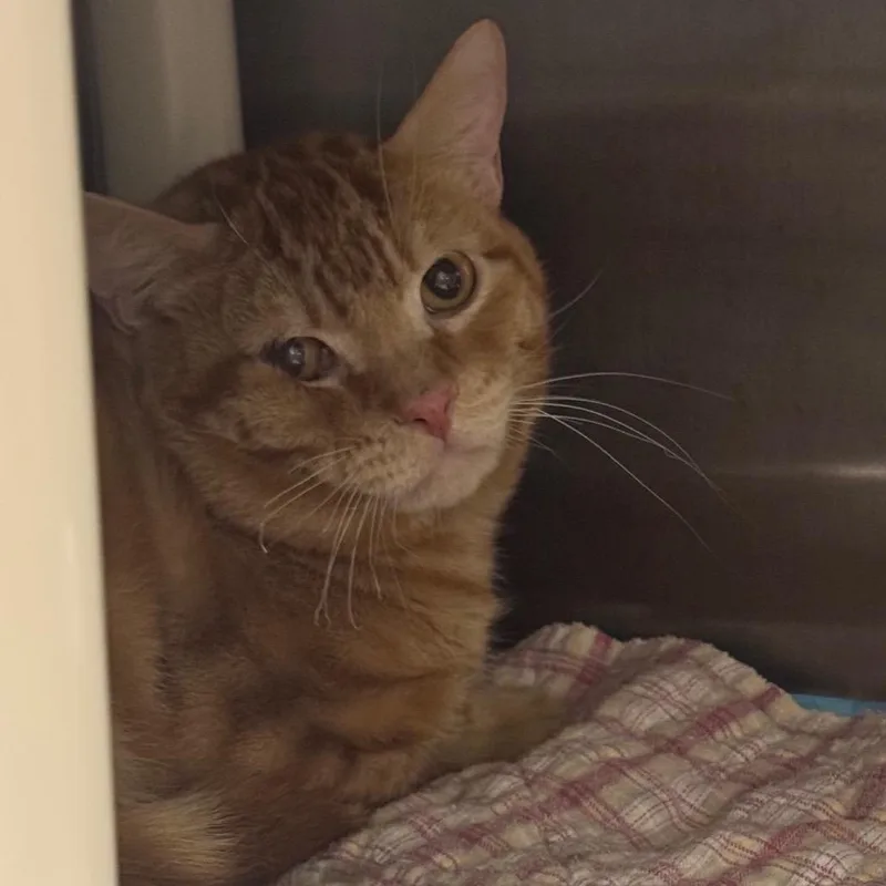 An adult medium-sized male Orange / Red Domestic Short Hair cat named Vesper for adoption in Salt Lake City, UT
