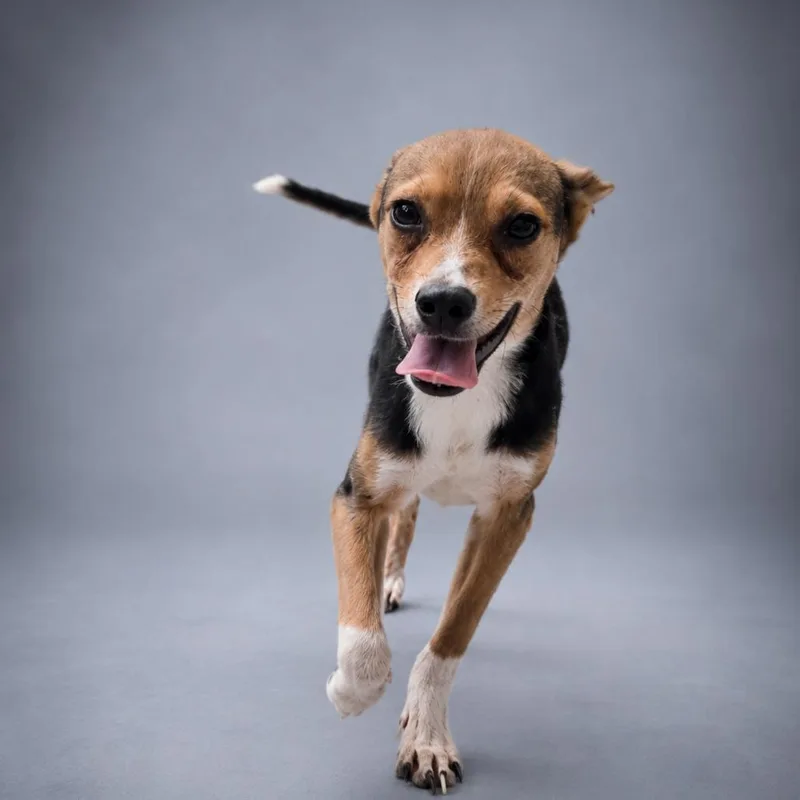 A young small-sized male Feist dog named Ranger for adoption in Newport, TN