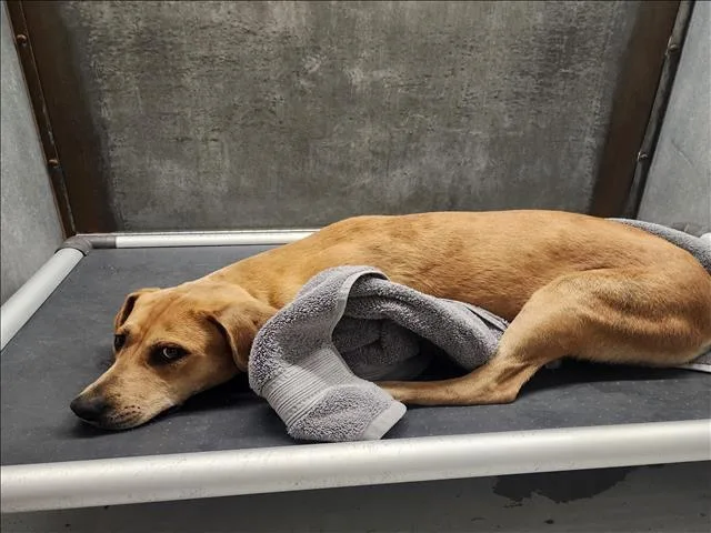 An adult medium-sized female Labrador Retriever dog named Audrey for adoption in Conroe, TX