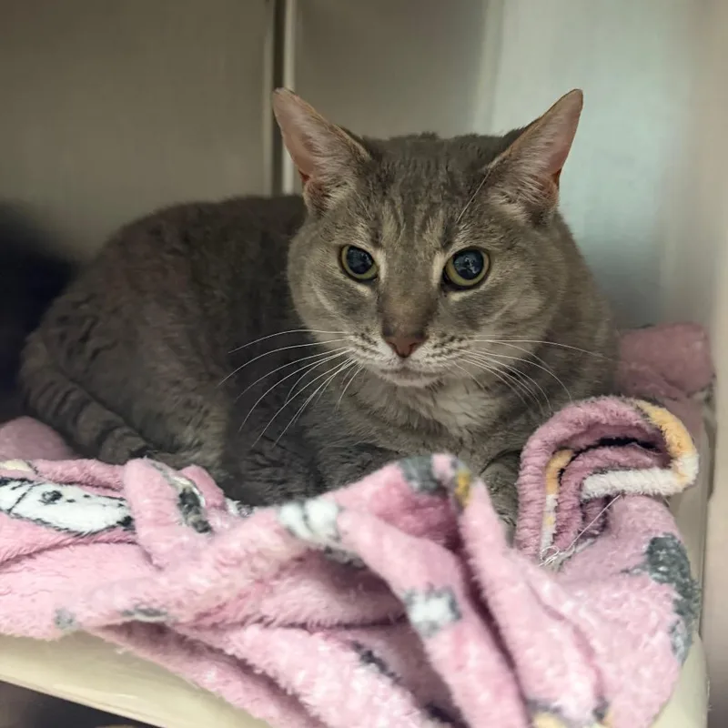 A senior large-sized female Gray / Blue / Silver Domestic Short Hair cat named Lily for adoption in Fredericksburg, VA