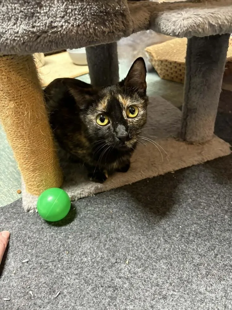 A young medium-sized female Brown / Chocolate Domestic Short Hair cat named Audrey Hepburn for adoption in Dallas, TX