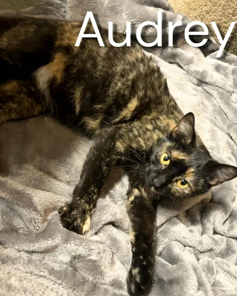 Audrey Hepburn thumbnail 4