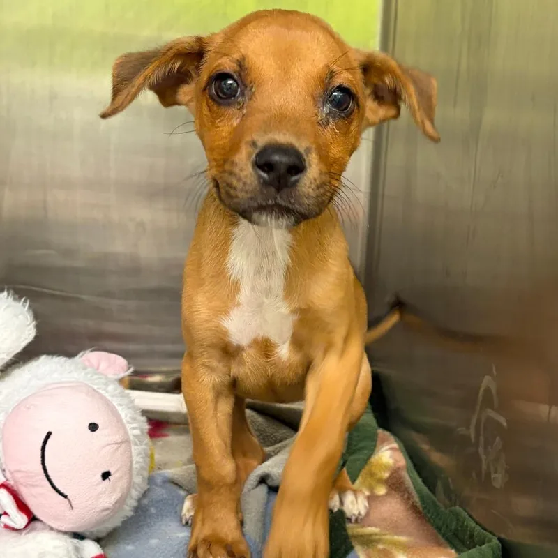 A baby small-sized female Yellow / Tan / Blond / Fawn German Shepherd Dog dog named Mandy for adoption in Austin, TX