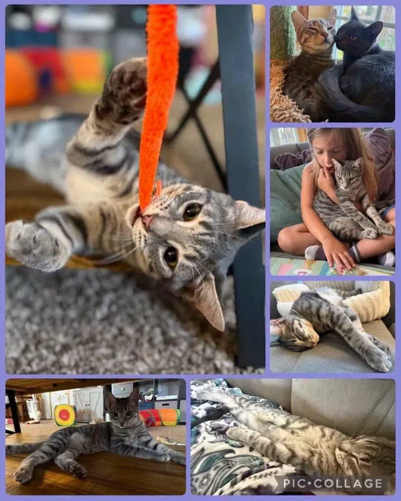 A baby small-sized male Domestic Short Hair cat named Sparkler for adoption in Newberg, OR
