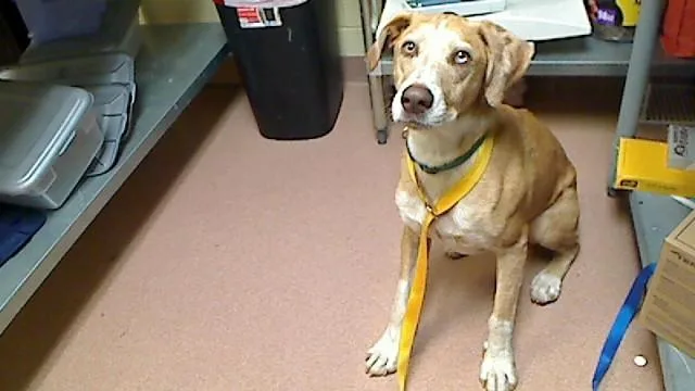 An adult large-sized male Catahoula Leopard Dog dog named Yiko for adoption in Cookeville, TN