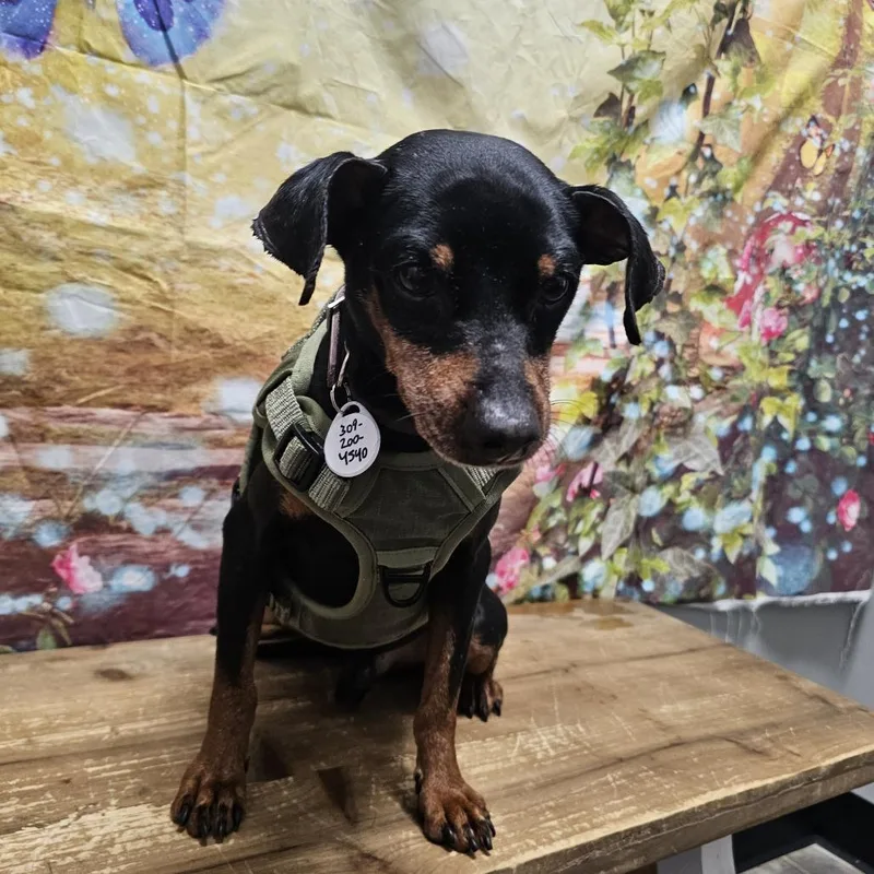 An adult small-sized male Black Miniature Pinscher dog named Horchata for adoption in Normal, IL