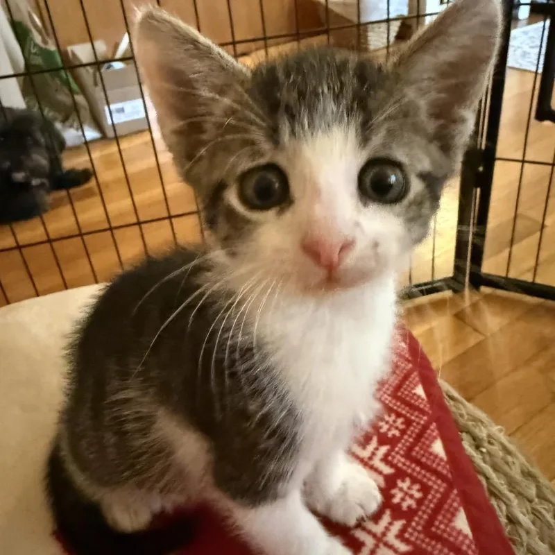 A baby small-sized male White Domestic Short Hair cat named Ziggy for adoption in Newark, NJ