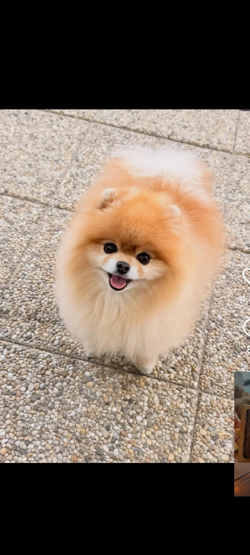 A young small-sized male Pomeranian dog named Moxi for adoption in Longmont, CO