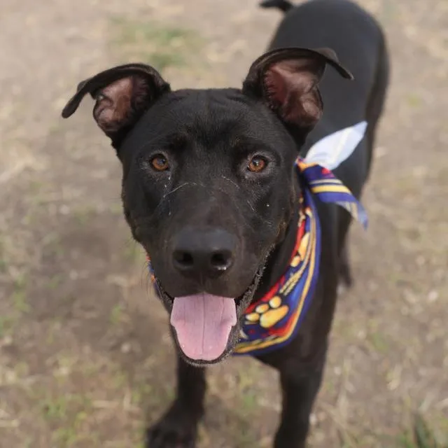 A young medium-sized male Labrador Retriever dog named Bon Bon for adoption in San Antonio, TX