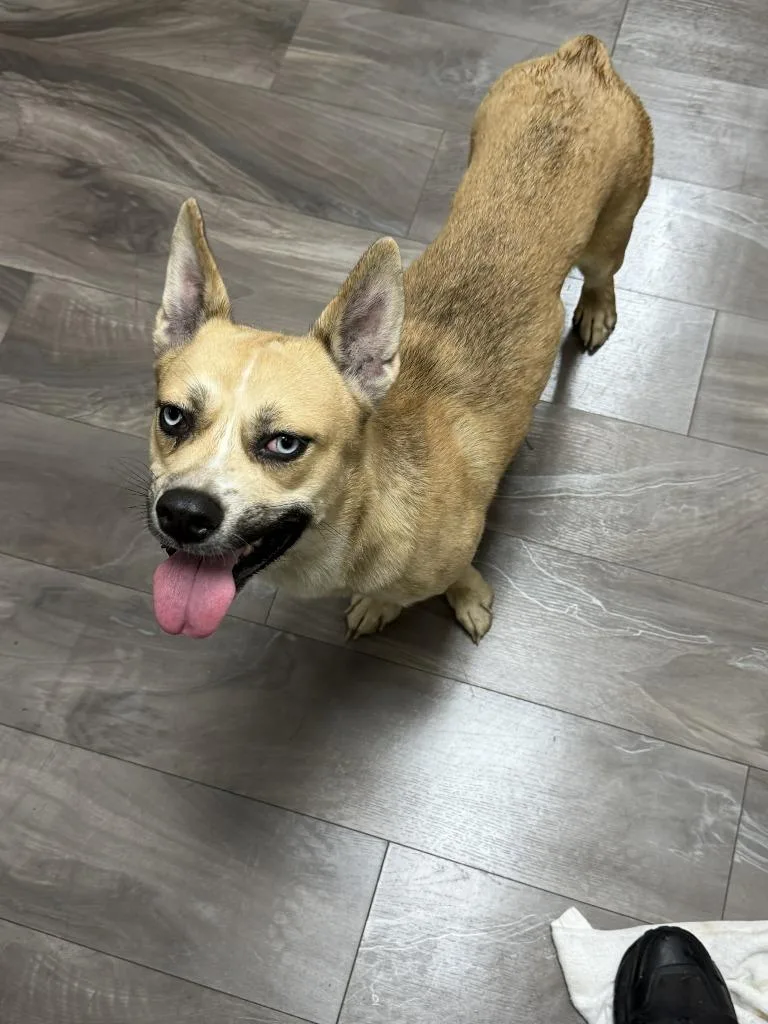 A young small-sized female Husky dog named Colbie for adoption in Trenton, NJ