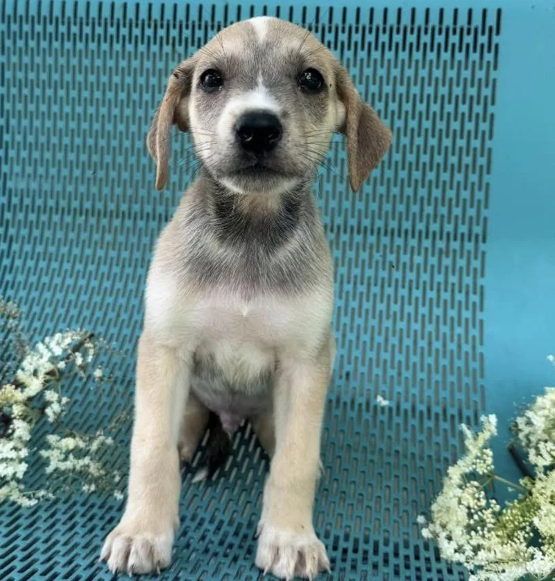 A young medium-sized male Apricot / Beige Mixed Breed dog named Draco for adoption in Vicksburg, MS