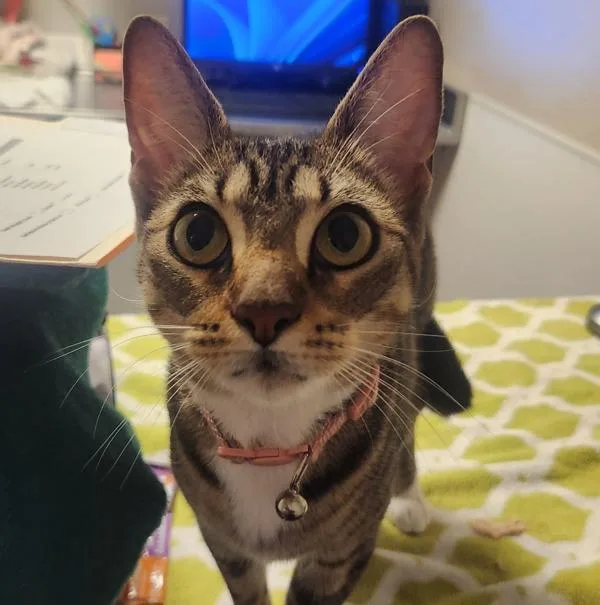An adult small-sized female Domestic Short Hair cat named Boots for adoption in Oakland, CA