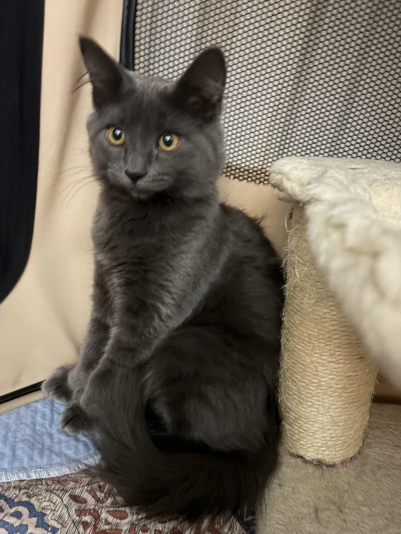 A baby medium-sized male Norwegian Forest Cat cat named Victoria for adoption in Allentown, NJ