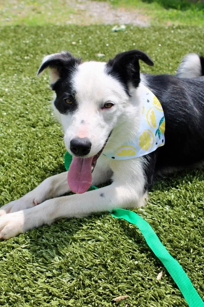 A young medium-sized male Border Collie dog named Walker for adoption in Morgantown, KY