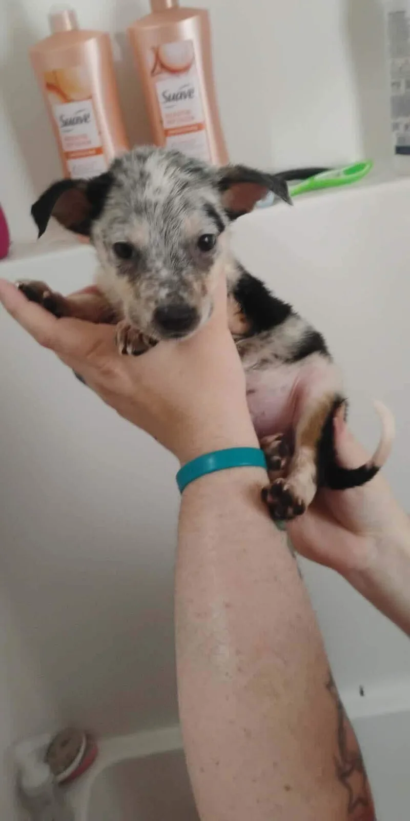 A baby small-sized male Australian Cattle Dog / Blue Heeler dog named Fern for adoption in Bradenton, FL