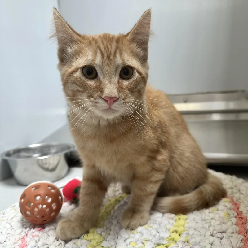 A young medium-sized male Tabby (Orange / Red) Domestic Short Hair cat named 61296182 for adoption in Elko, NV