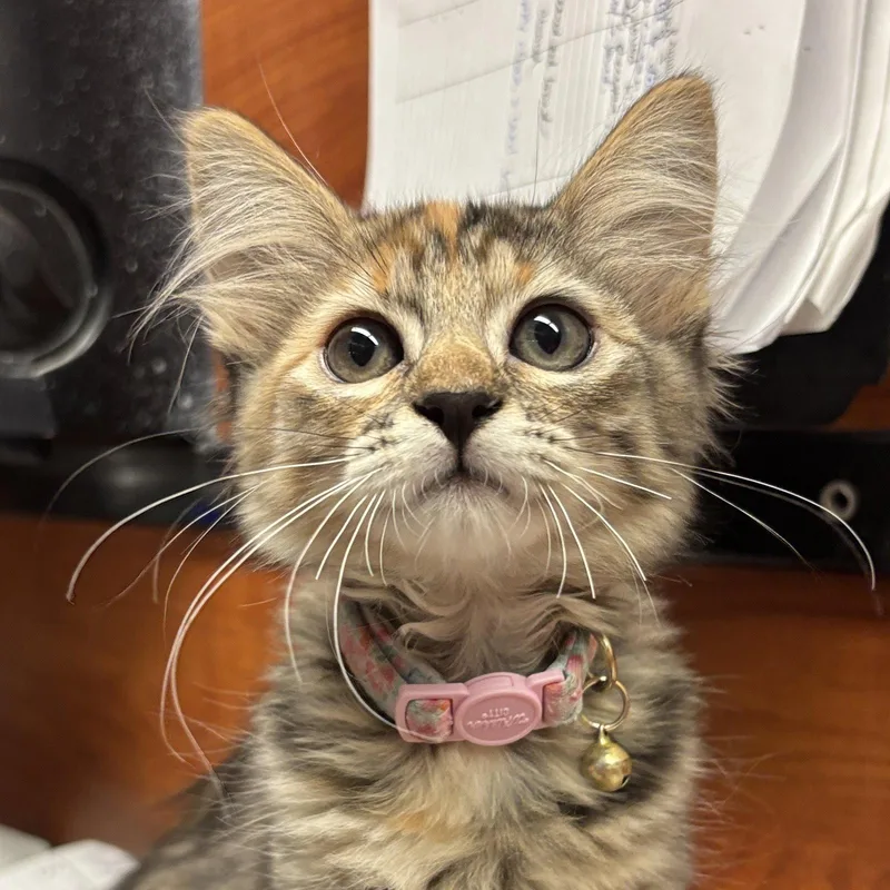 A baby medium-sized female Domestic Long Hair cat named Laverne for adoption in Sonora, CA
