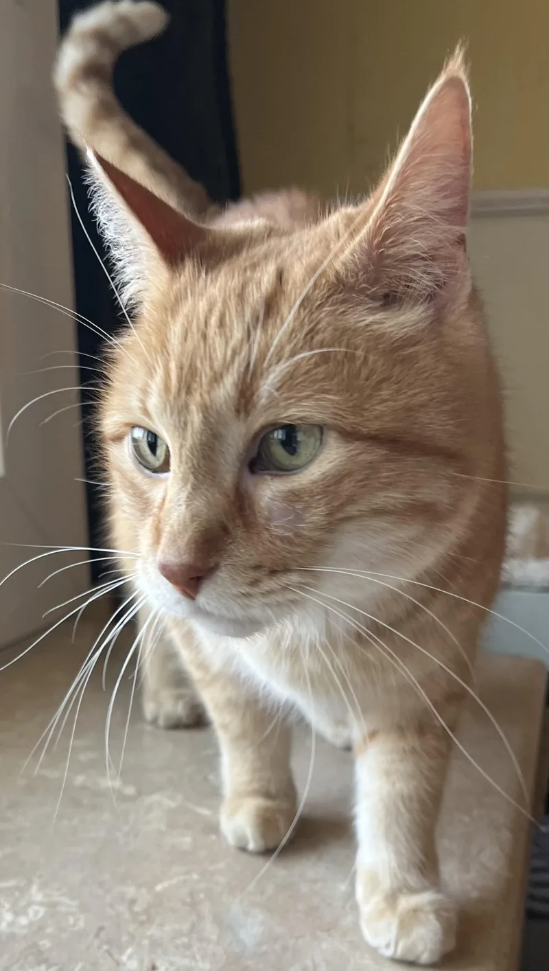 An adult medium-sized male Tabby (Orange / Red) Domestic Short Hair cat named Bubba And Moose for adoption in Moline, IL