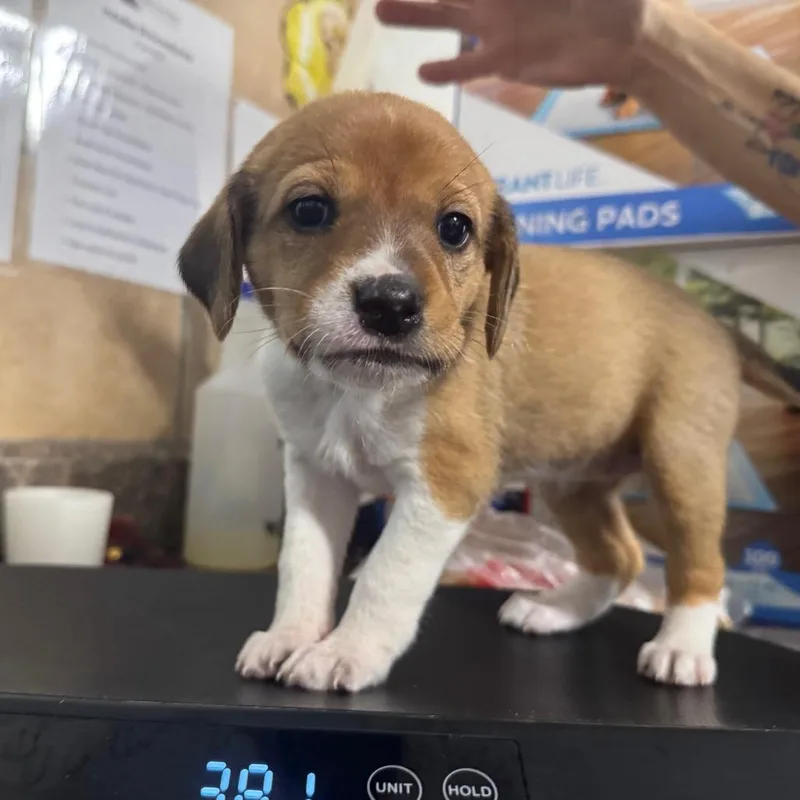 A baby medium-sized female Brown / Chocolate Basset Hound dog named Bashful for adoption in Eureka Springs, AR