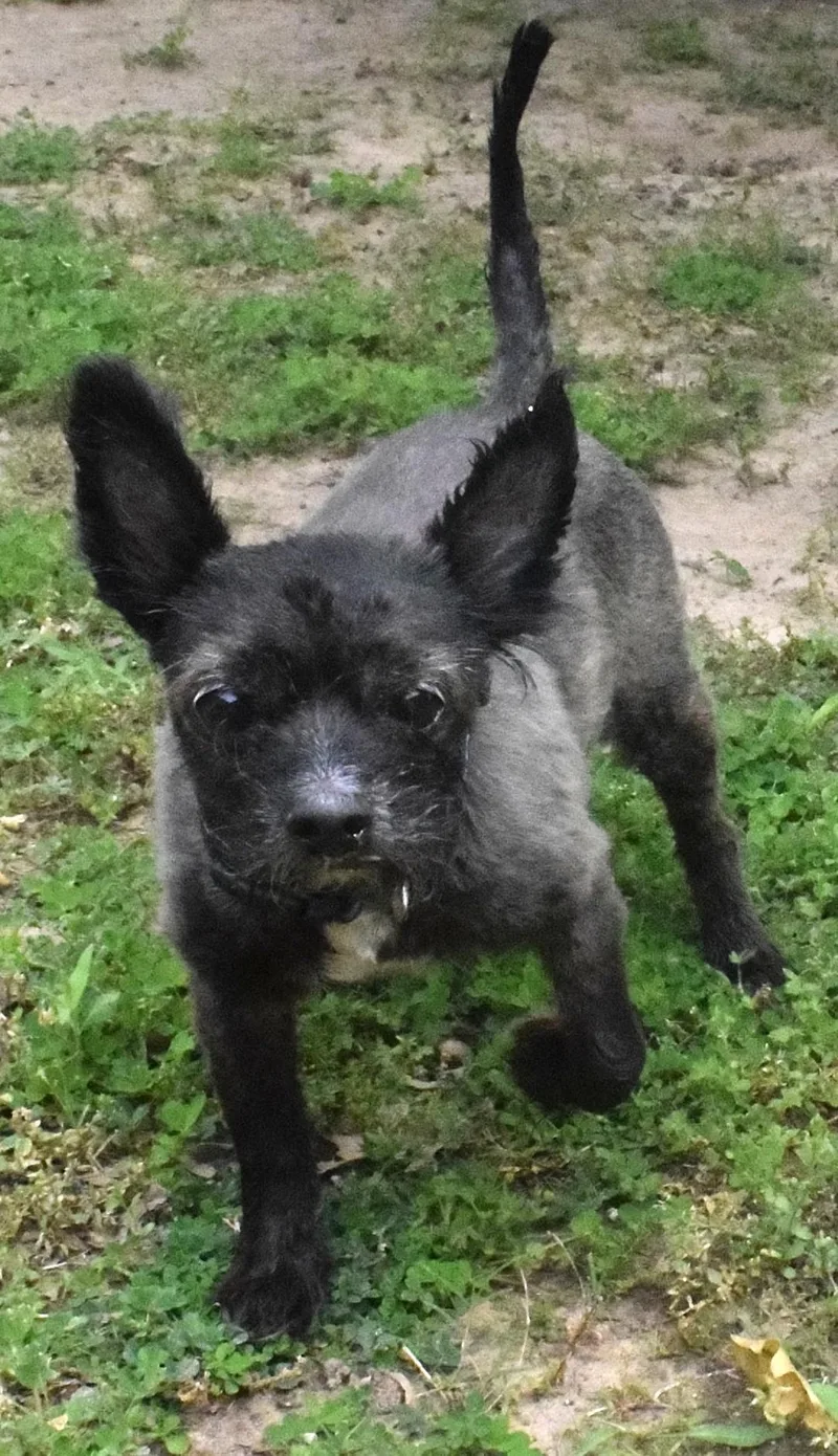A senior small-sized male Black Terrier dog named 22144 for adoption in Broken Arrow, OK