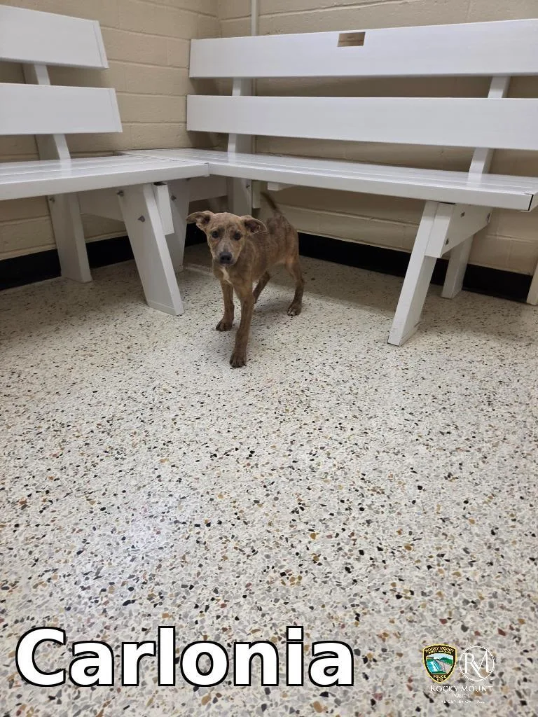 A baby medium-sized female Pit Bull Terrier dog named Carlonia for adoption in Rocky Mount, NC