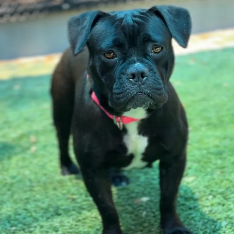An adult medium-sized female Black English Bulldog dog named Petunia A for adoption in Mission Hills, CA