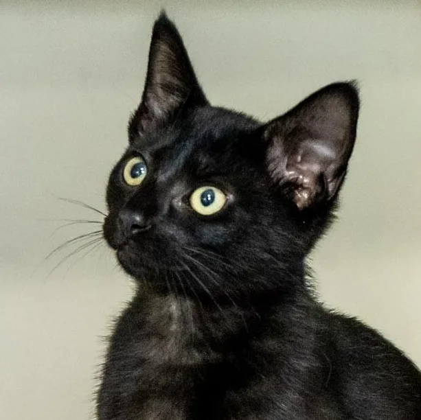 A baby medium-sized female Black Domestic Short Hair cat named Hollyhock for adoption in Victor, NY
