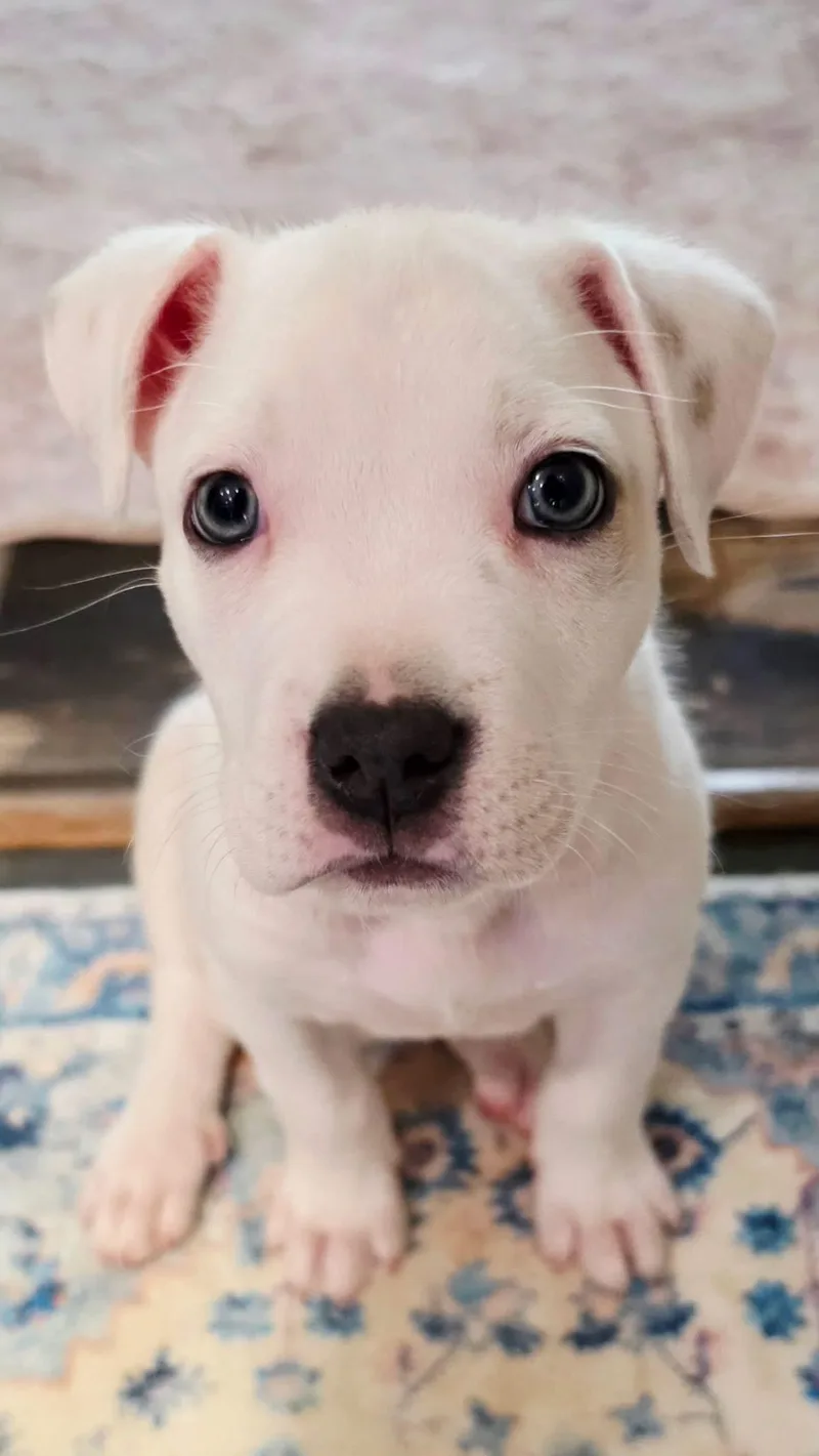 A baby medium-sized female White / Cream Golden Retriever dog named Victoria for adoption in Calera, AL