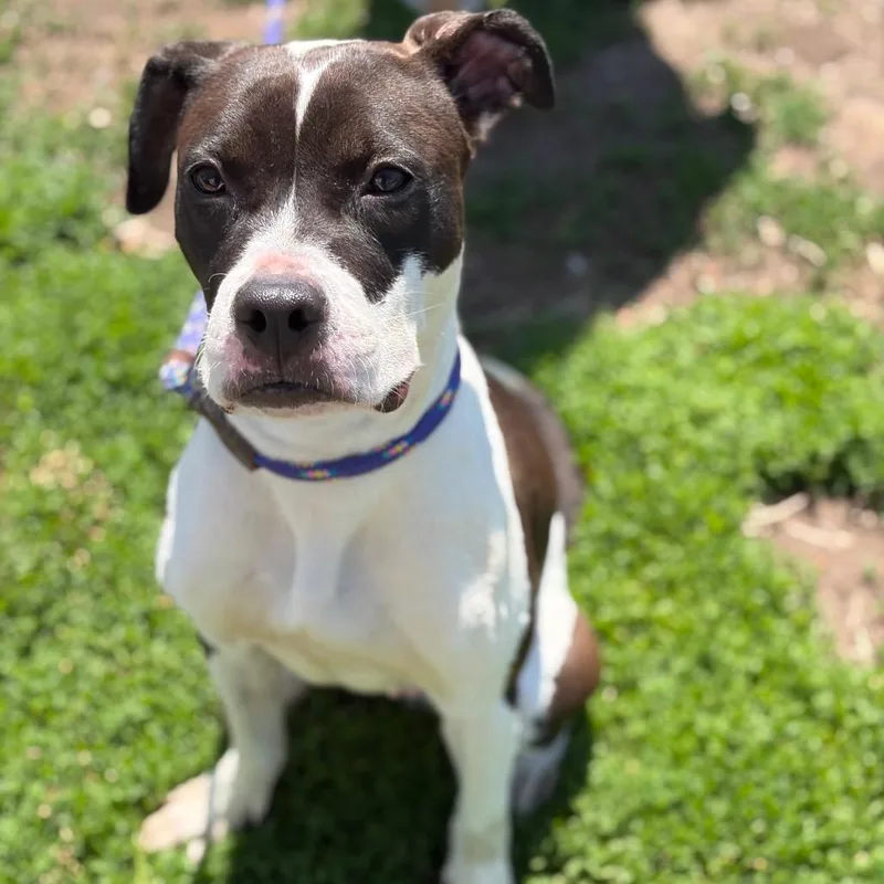 A young medium-sized female White / Cream Mixed Breed dog named Callie for adoption in Newark, NJ