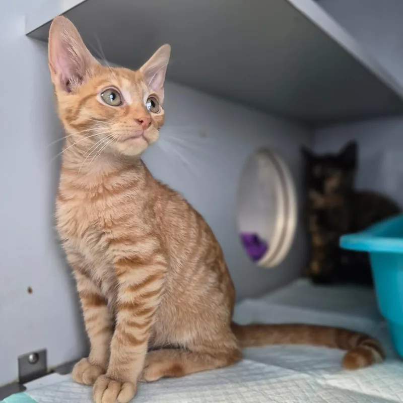 A baby small-sized male Orange / Red Domestic Short Hair cat named Everest for adoption in Lexington, KY