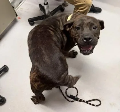 An adult large-sized female Mixed Breed dog named Strawberry for adoption in West Chester, PA