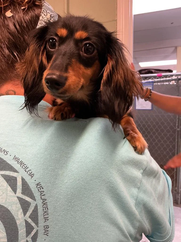 A young small-sized female Mixed Breed dog named Chloe for adoption in Dyersburg, TN