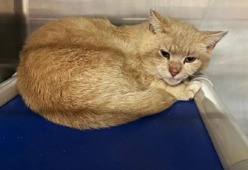 A young medium-sized male Orange & White Domestic Short Hair cat named Morris for adoption in Pegram, TN