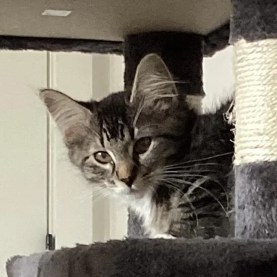 A baby small-sized female Black Domestic Medium Hair cat named Mittens for adoption in Spokane, WA