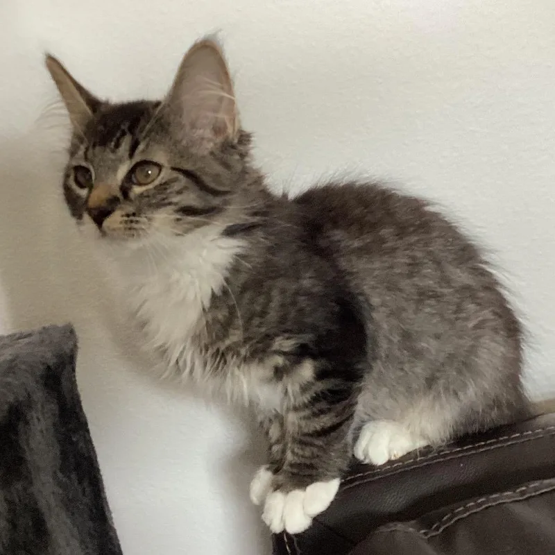 Mittens thumbnail 2