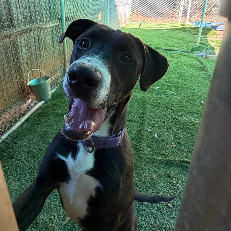 A young medium-sized male Mixed Breed dog named Brawney for adoption in Hamilton, GA
