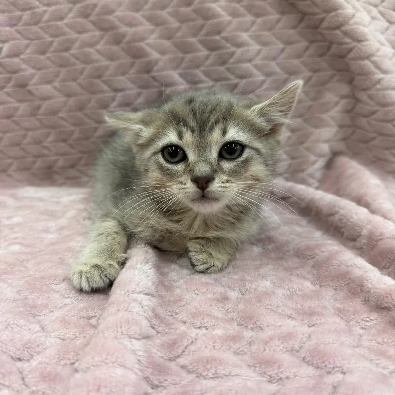 A baby small-sized female Gray / Blue / Silver Domestic Short Hair cat named Lydia for adoption in Raleigh, NC