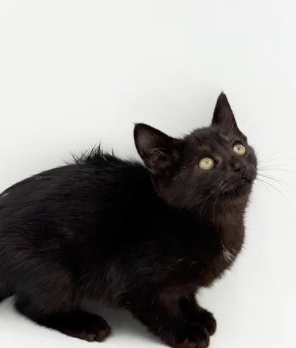 A baby small-sized female Domestic Short Hair cat named Beth for adoption in Bowling Green, KY