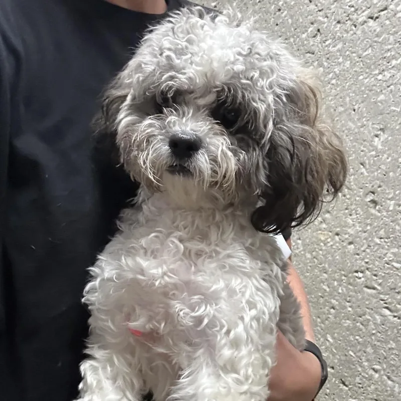 A young small-sized female Gray / Blue / Silver Mixed Breed dog named Cordelia for adoption in Hinsdale, IL