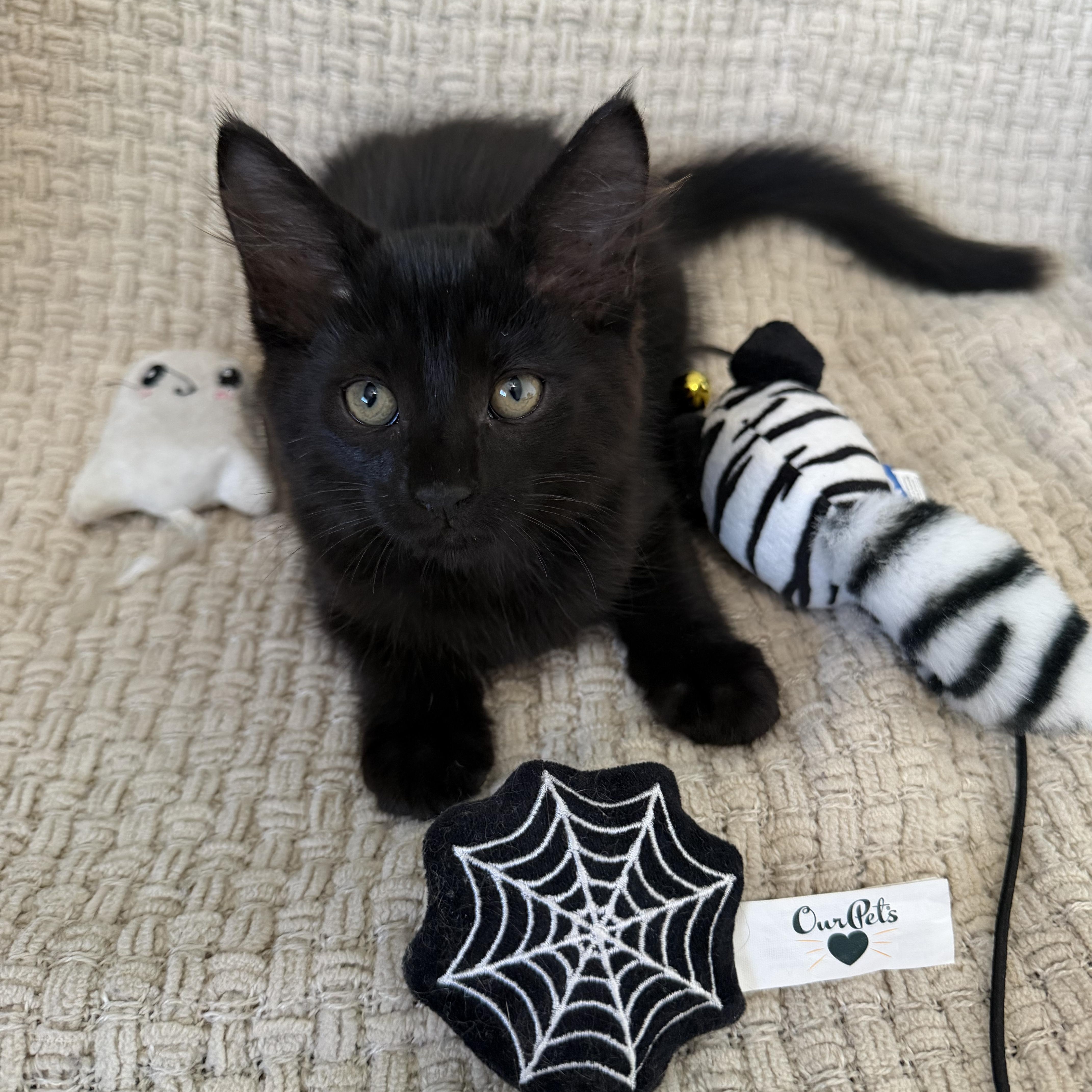 A baby small-sized male Black Bombay cat named Salem for adoption in Miami, FL