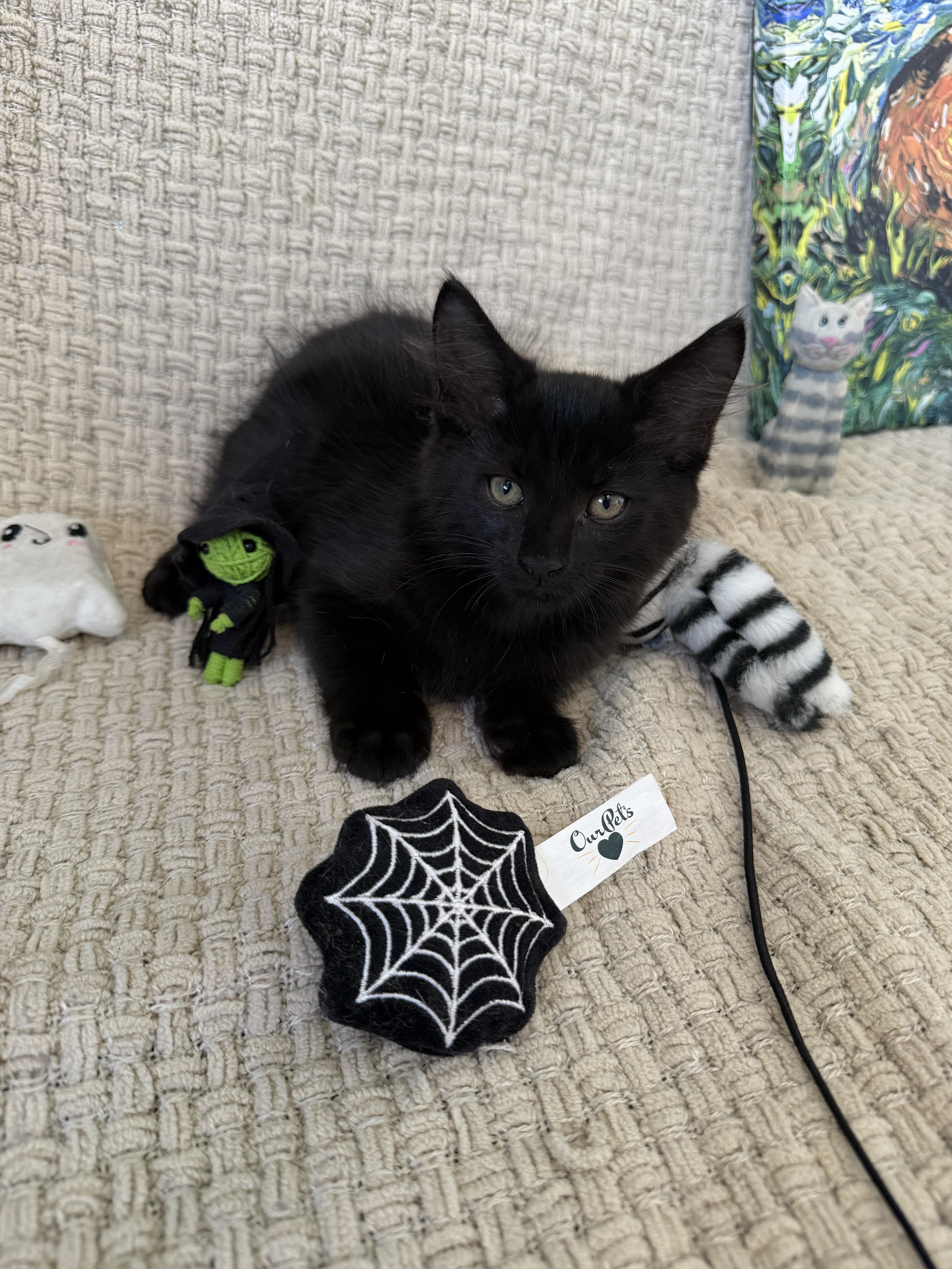 Salem thumbnail 5
