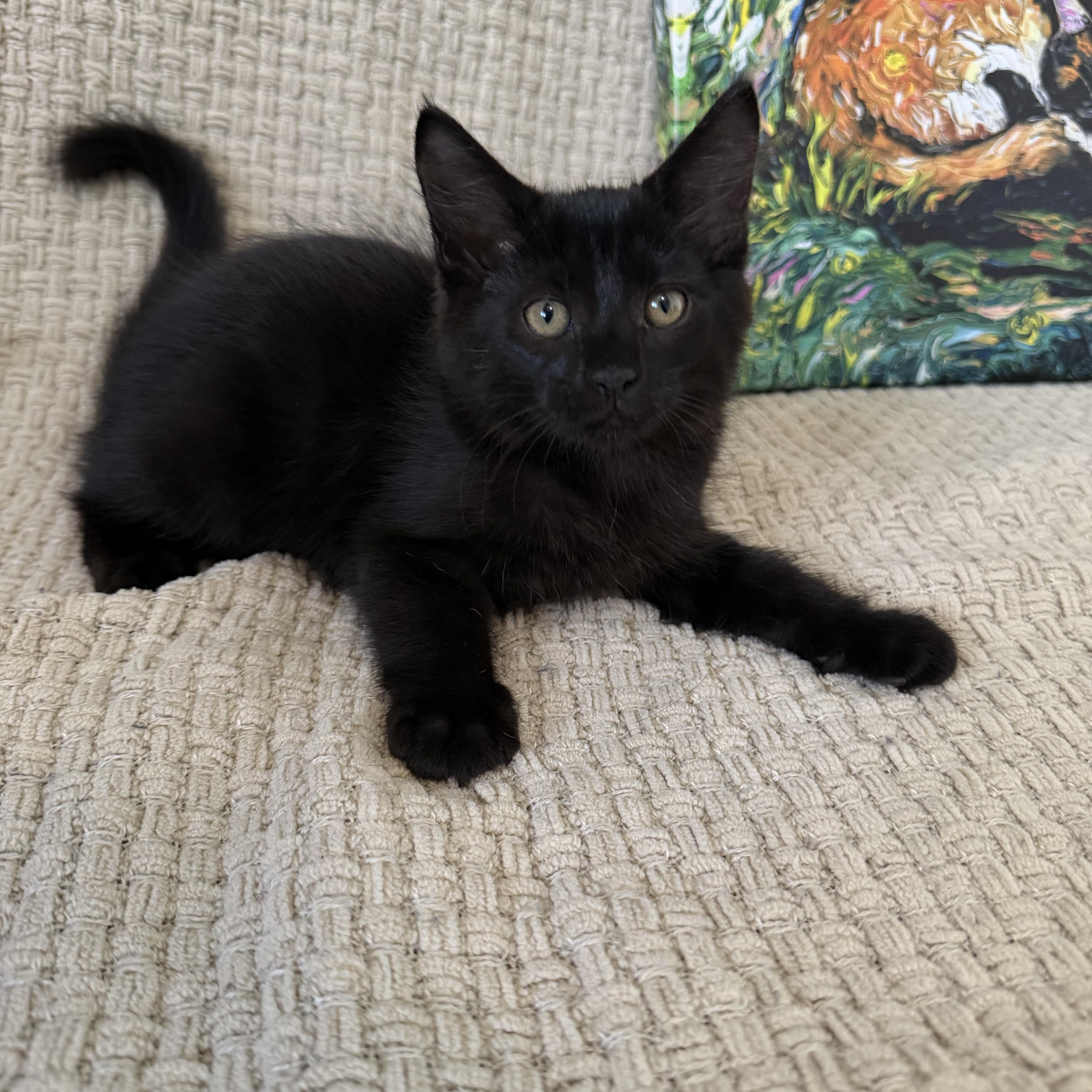 Salem thumbnail 6