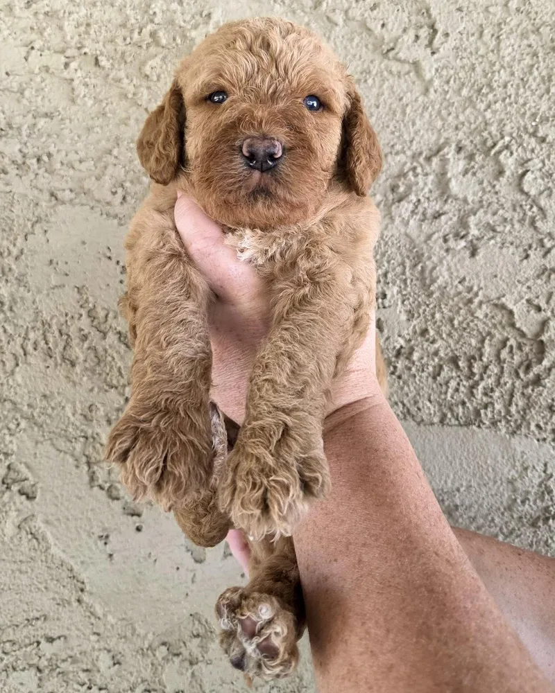 A baby large-sized male Golden Retriever dog named Timber for adoption in Corona, CA