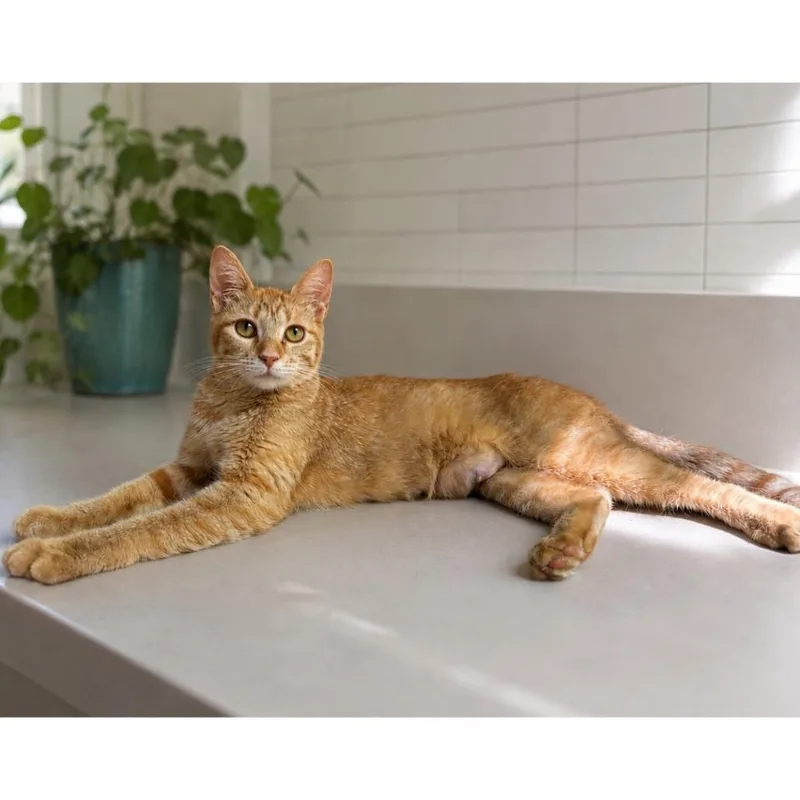 An adult medium-sized female Orange / Red Domestic Short Hair cat named Groovy Cutie for adoption in Austin, TX