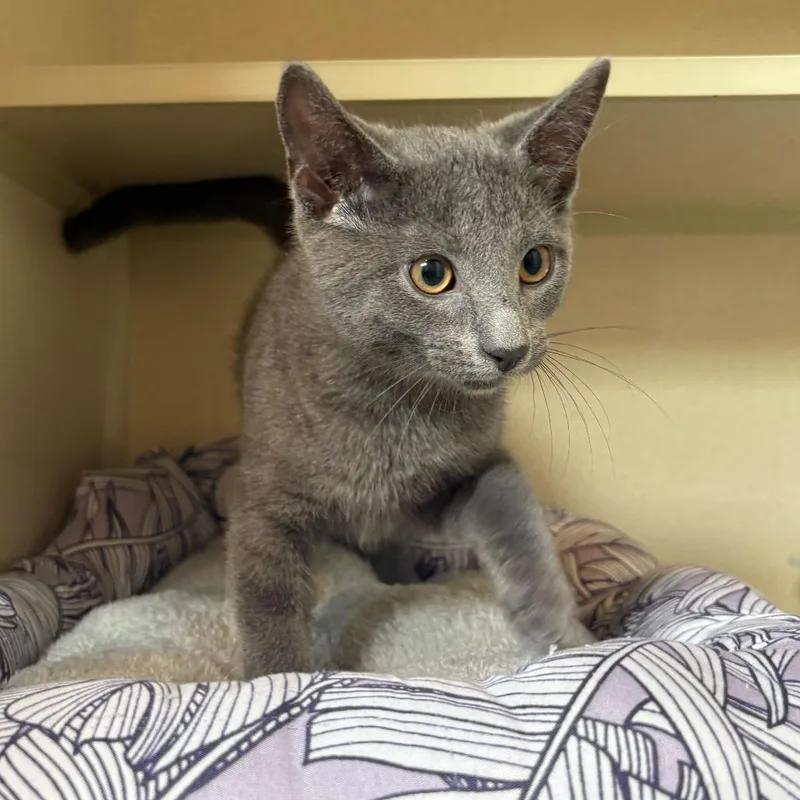 A baby small-sized male Gray / Blue / Silver Domestic Short Hair cat named Noble for adoption in Louisville, KY