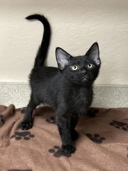 A young small-sized male Domestic Short Hair cat named Brennan for adoption in Phoenix, AZ