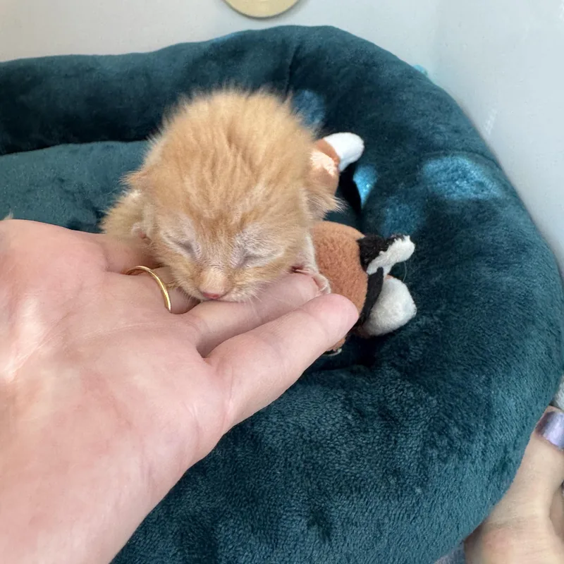 A baby medium-sized male Tabby cat named Matrix for adoption in Woodland Hills, CA