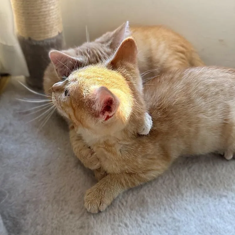 A baby medium-sized female Orange / Red Domestic Short Hair cat named Chica & Benita for adoption in LEETONIA, OH