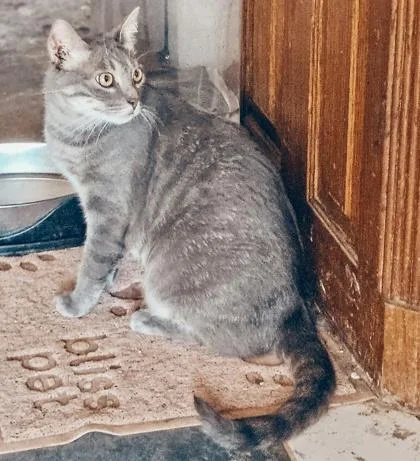 A baby small-sized male Domestic Short Hair cat named Mic for adoption in Fort Worth, TX